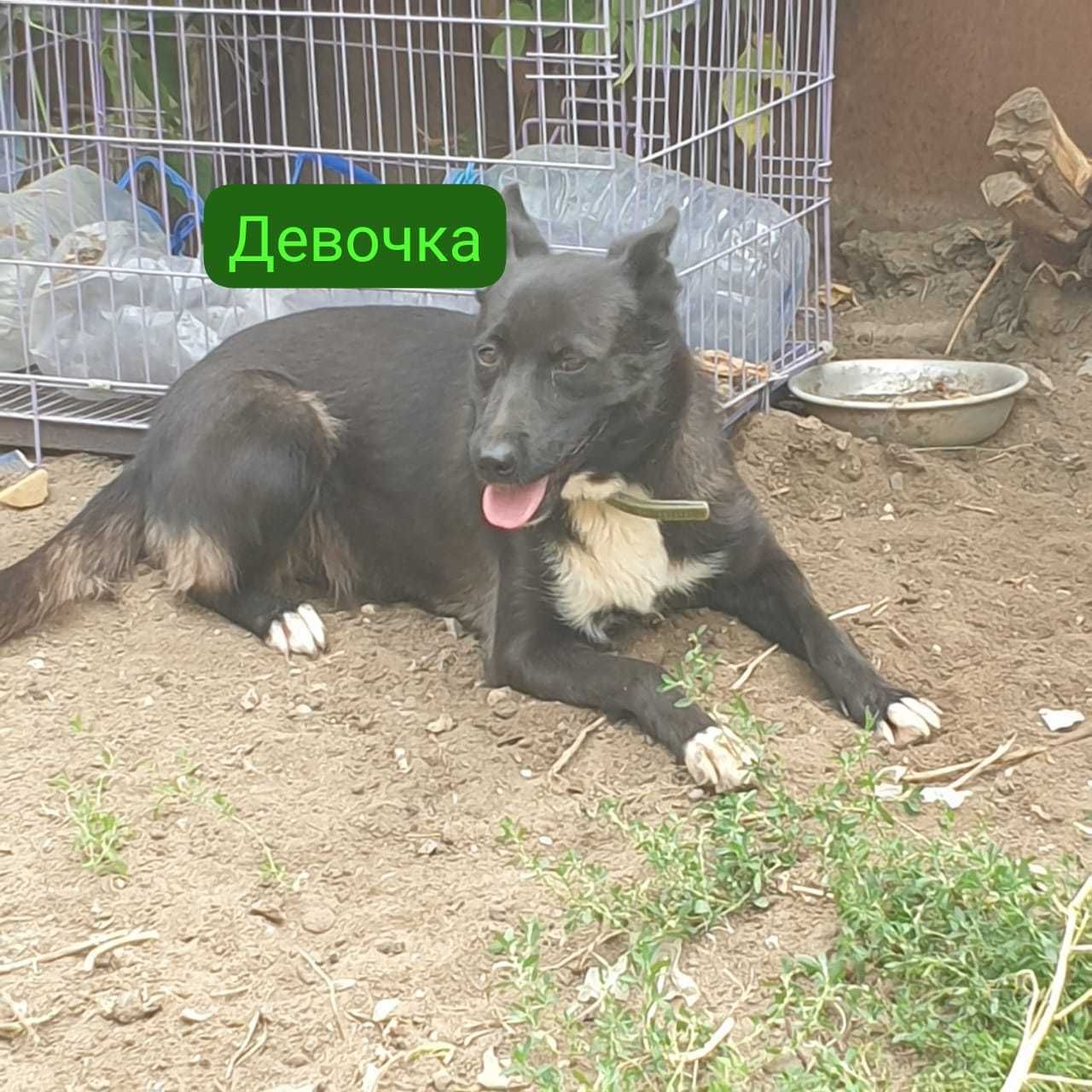Отдам в добрые руки собак