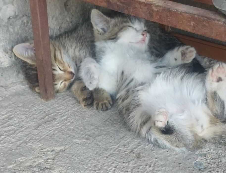 Отдам котёнки в добрый руки.