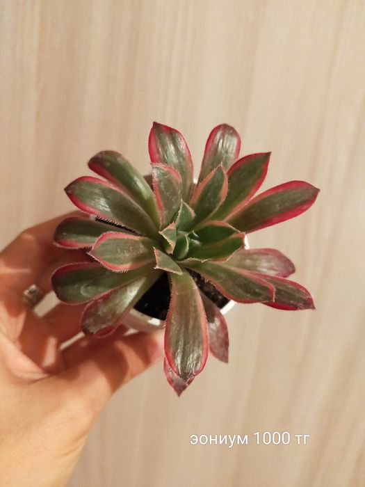 Эониум древовидный