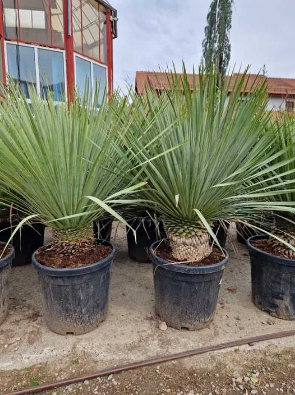 Yucca rostrata ( plante ornamentale ) Palmieri, magnolia etc