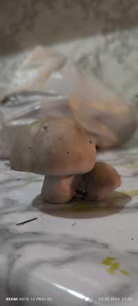 Продам свежие грибы