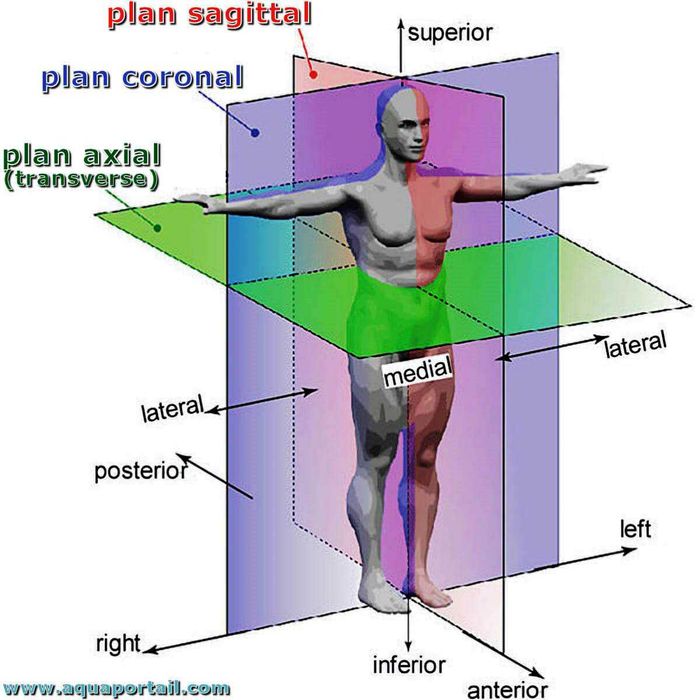 Meditații anatomie, biologie si genetica: online și fizic
