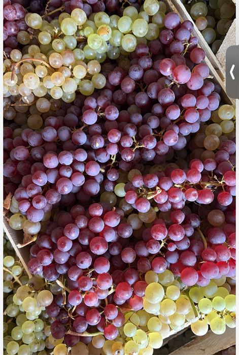 Vand struguri de masa