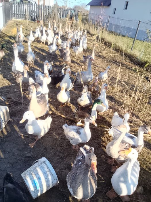 De vânzare găște