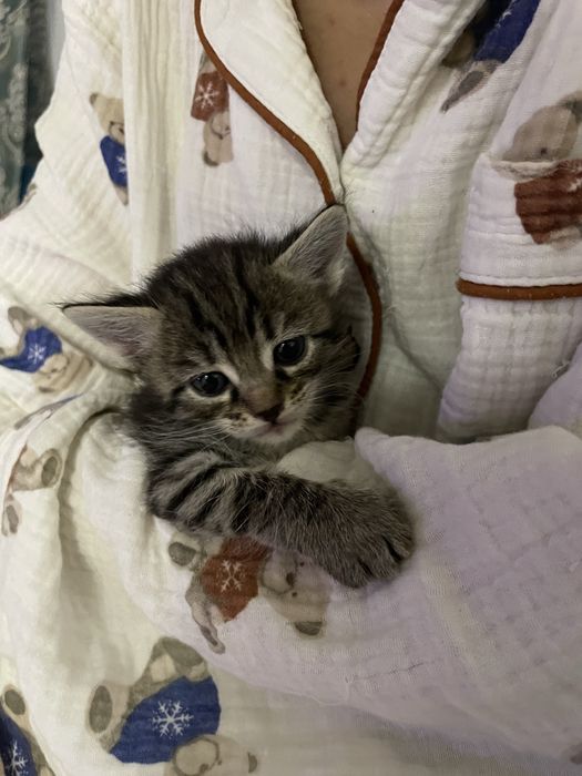 Отдам котят милых приручены к лотку