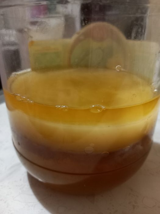 Чайный гриб камбочо