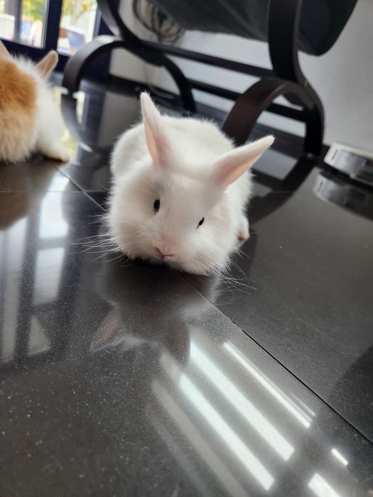 Iepurasi drăgălași...cap de leu