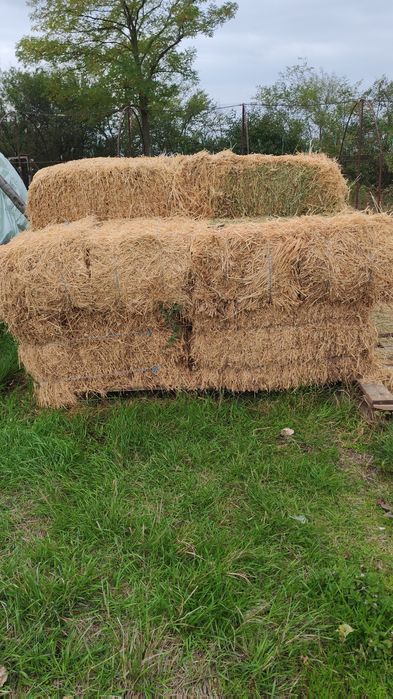 Baloti Dâmbovița(Bâldana)