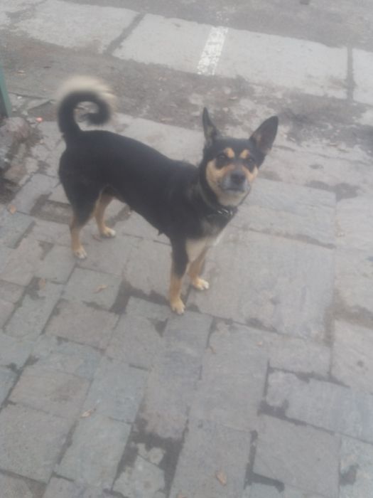 Пропала собака домашняя.