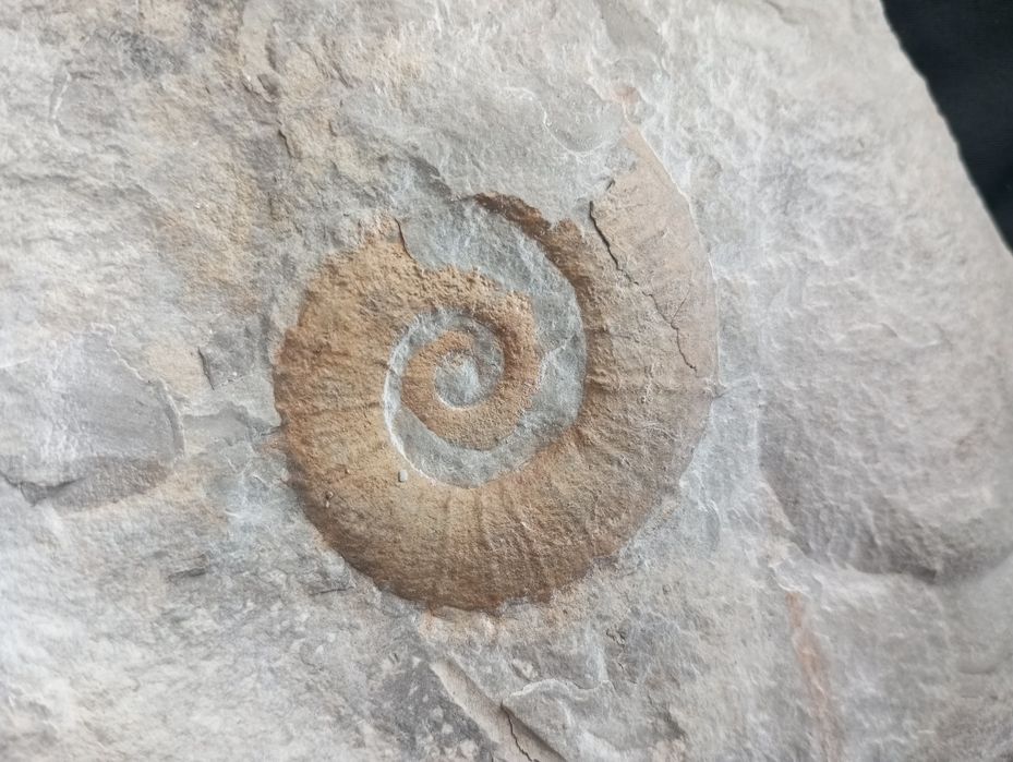 Фосил на хетероморфен амонит