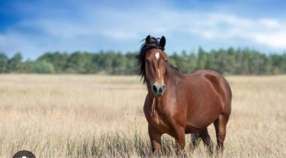 Жабагы Жеребенок