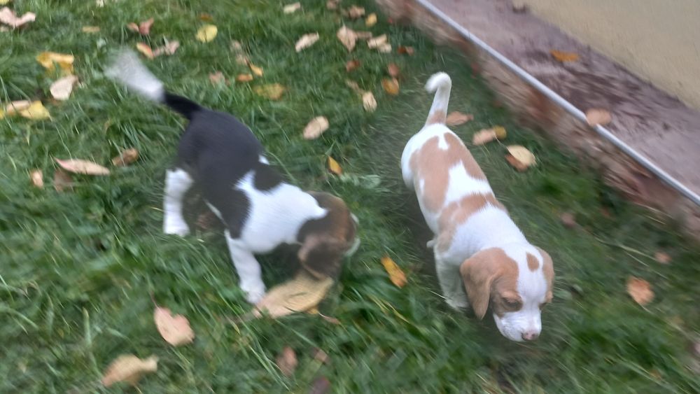 Бигъл Чистокръвни лимонени бигълчета