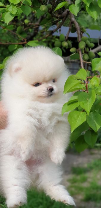 Шпиц помиранец девочка белая на фото ей 1 месяц и 2,5 месяца