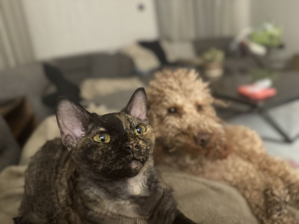 Котка девон рекс