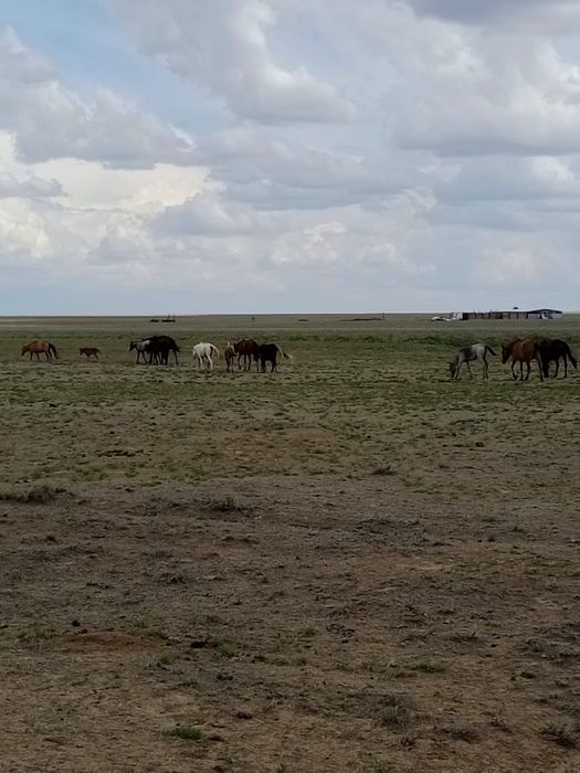 Құлынды биелер сатылады айғырымен