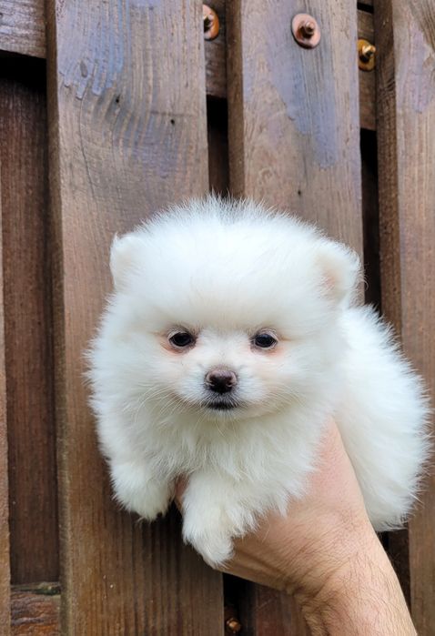 Померан-мини шпиц !!!