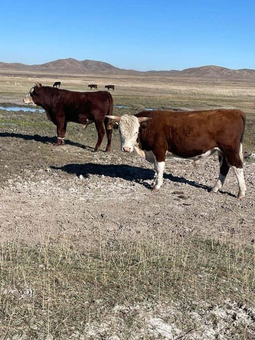 Бұқалар сатылады, күйлері жақсы 24/7 жайылымда