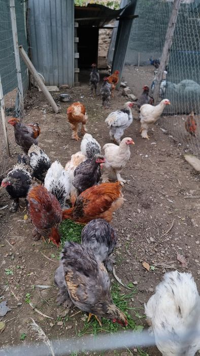 Vând cocoși brahma