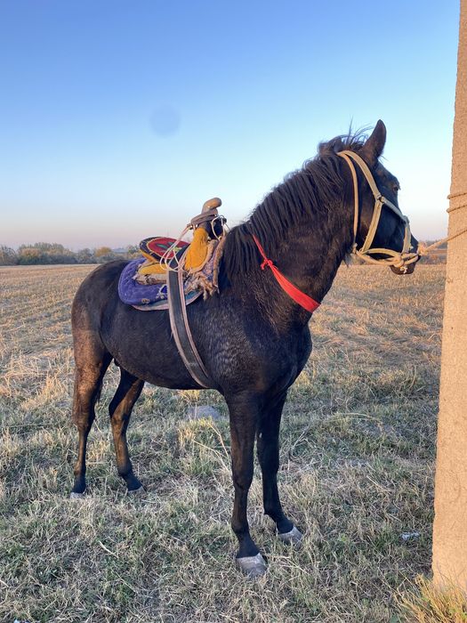 Qora bayir zoti yoshi 2.5 yosh