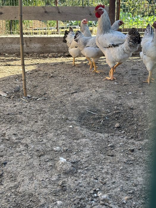 Vand gaini si cocosi!