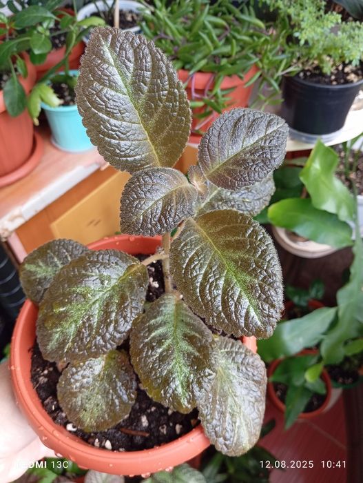 Продам комнатные растения