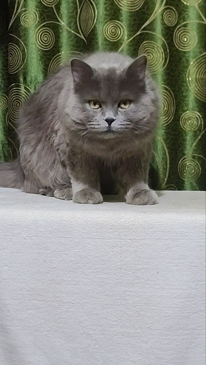 SScottish straight Vyazka(Qo'shishga)