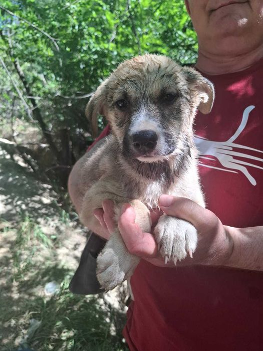 Отдам щеночков в добрые руки бесплатно