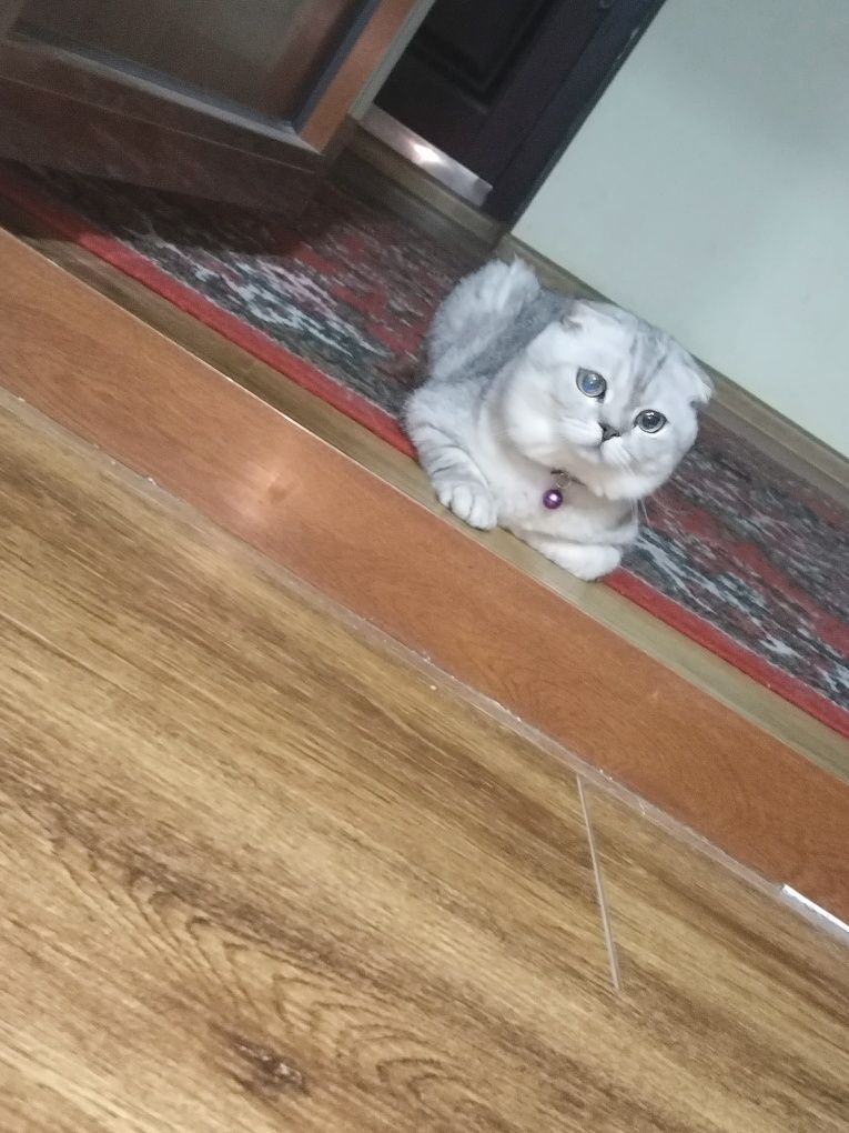 Вязка кот Шиншилла