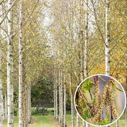 Mesteacan Auriu La Ghiveci