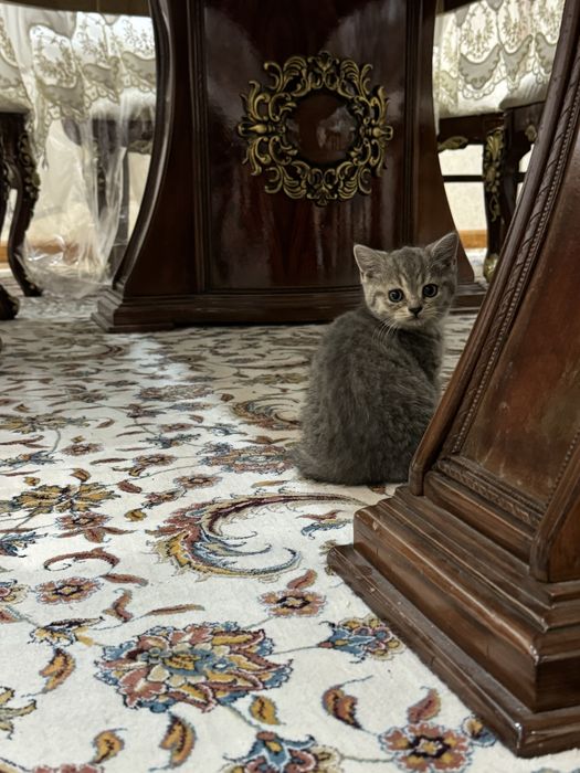 Шотландский страйт котятки