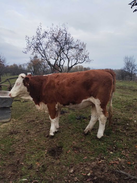 Vând juninca bălțată