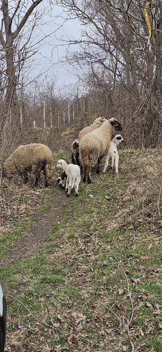 Vând trei oi tinere!