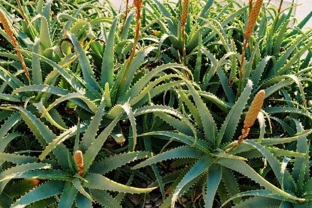 Продаю лечебные цветы, растение Алоэ