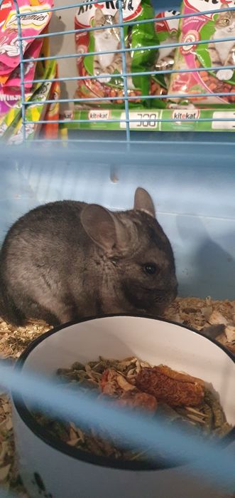 Шиншилла самка и самец