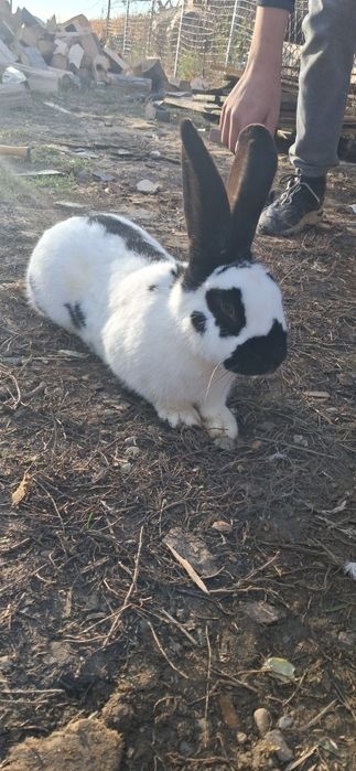 Iepure Fluture German