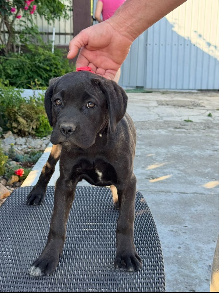 Vand cane corso italiano mai multe detalii in privat