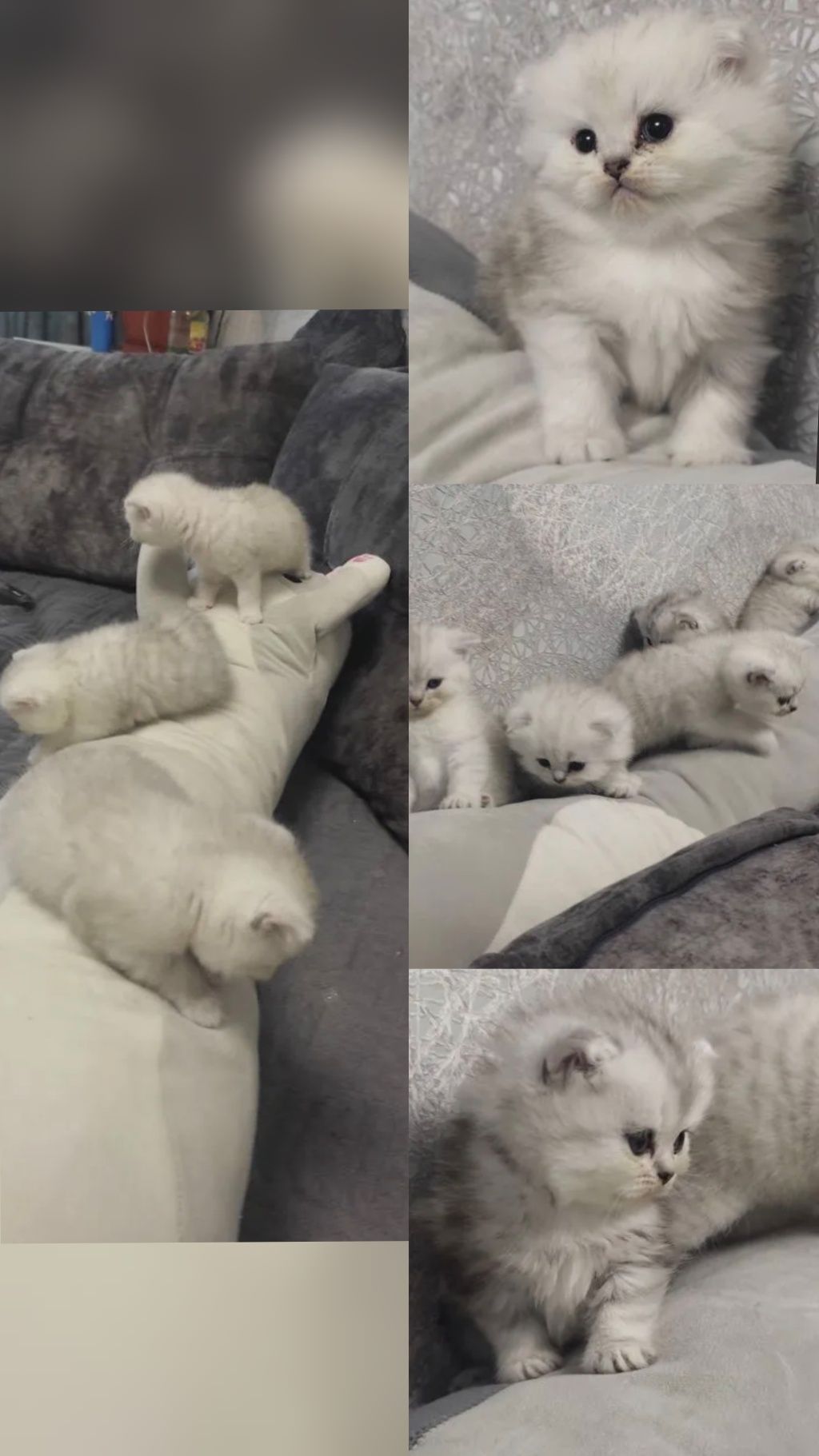 Вязка,прямоухий кот, окраса шиншилла