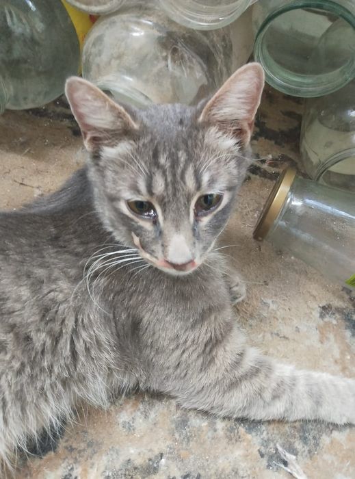 Отдадим кота в хорошие руки