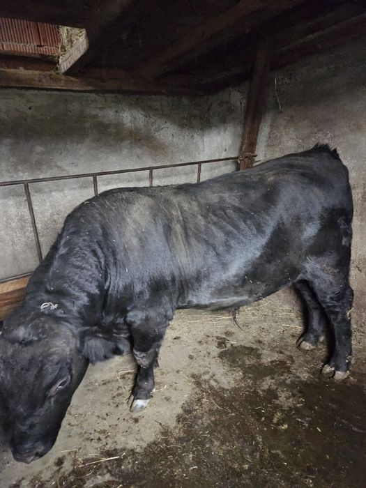 Vand taur de aproximativ un an