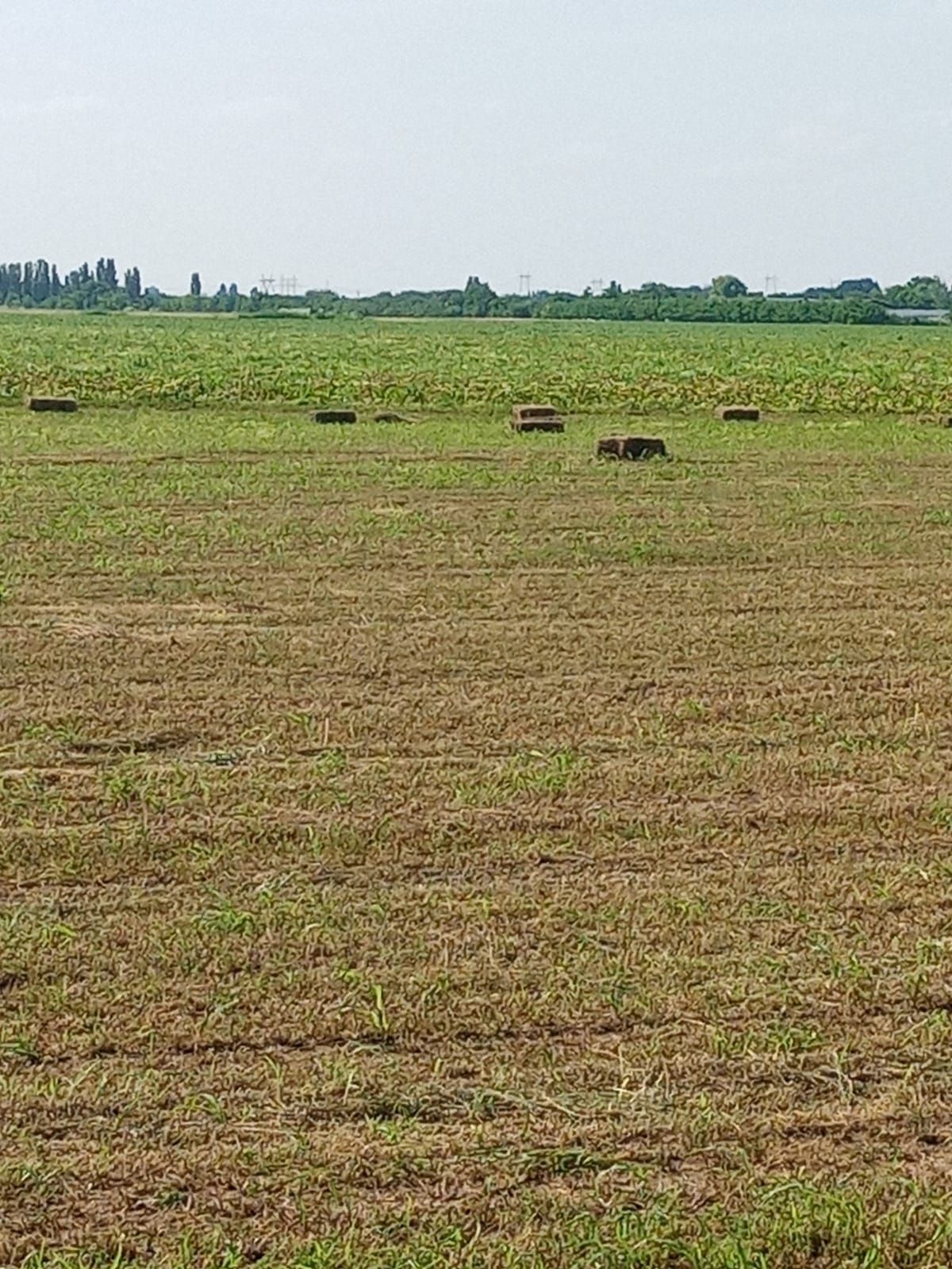 Baloti lucerna c1 f buni 120 lei bucata. Ridicare de pe loc Domnin.

F