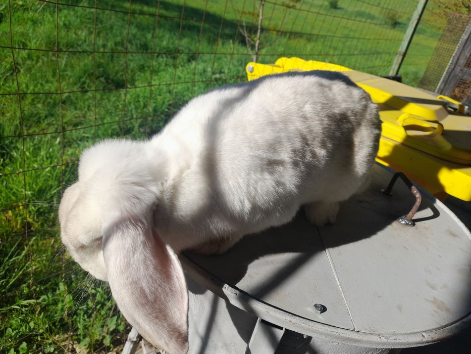 Iepuri berbec german și uriaș