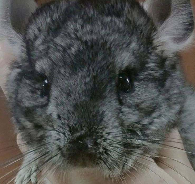 Mascul chinchilla gri - 4 luni (sinsila)