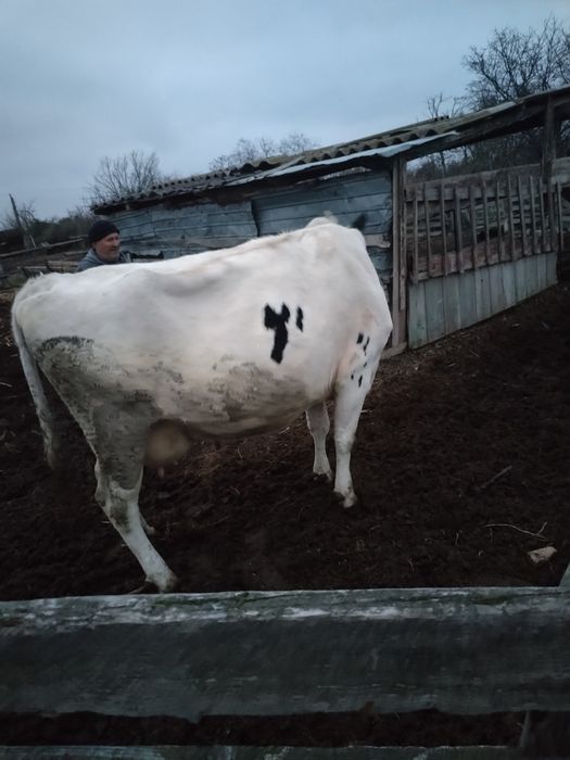 Vacă de 5 viței gestanta in 4 luni ,înca se mai mulge