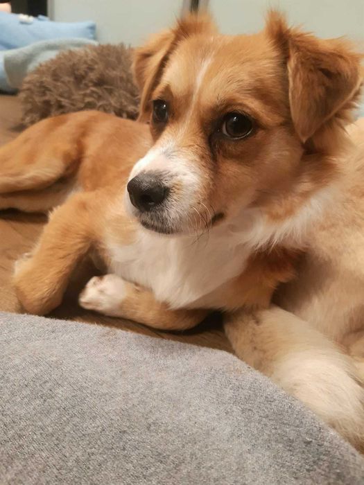 Mamița & Foxy - două cățelușe mici, cuminți și iubărețe, caută cămin