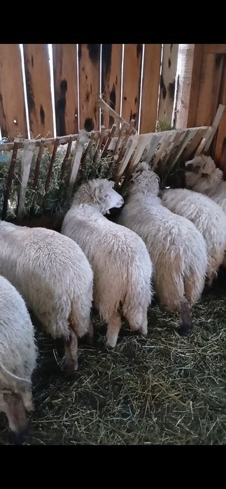 Vînd 8 oi si baloți de lucernă