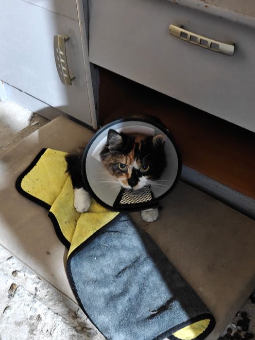 Кошка, в добрые руки.