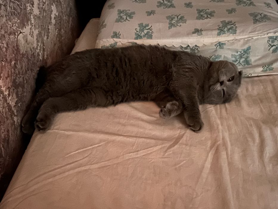 Кот породистый британский вислоухий ищет себе пару