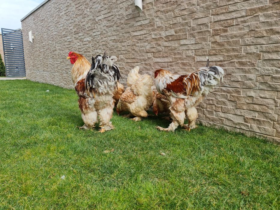 Puișori BRAHMA pe 17 culori. TRIMIT IN TARA!