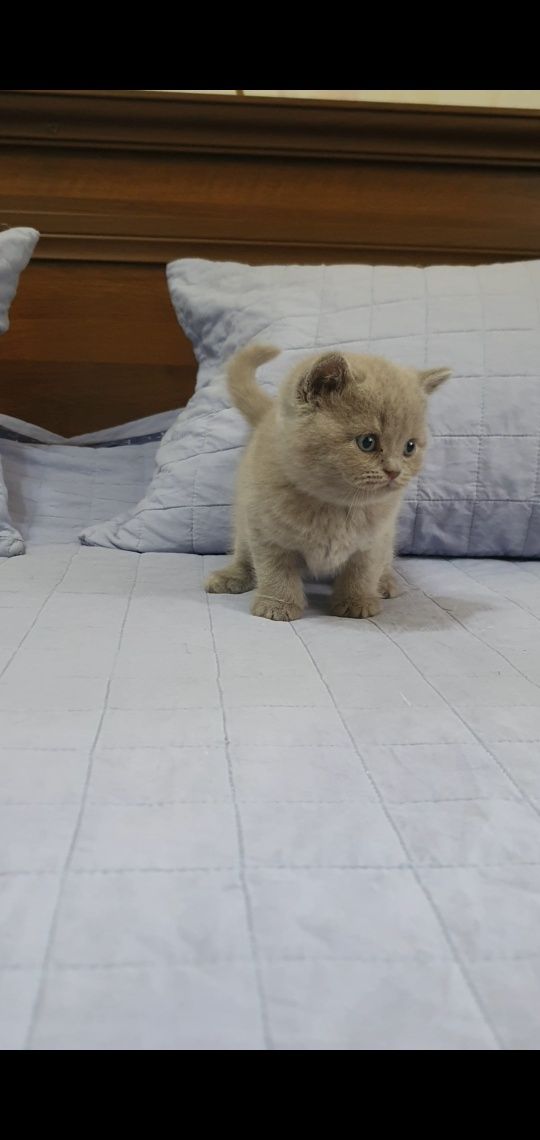 Готовые котята британской породы
