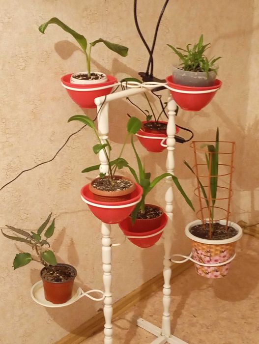 Домашние растения, лечебные, крупные и мелкие.